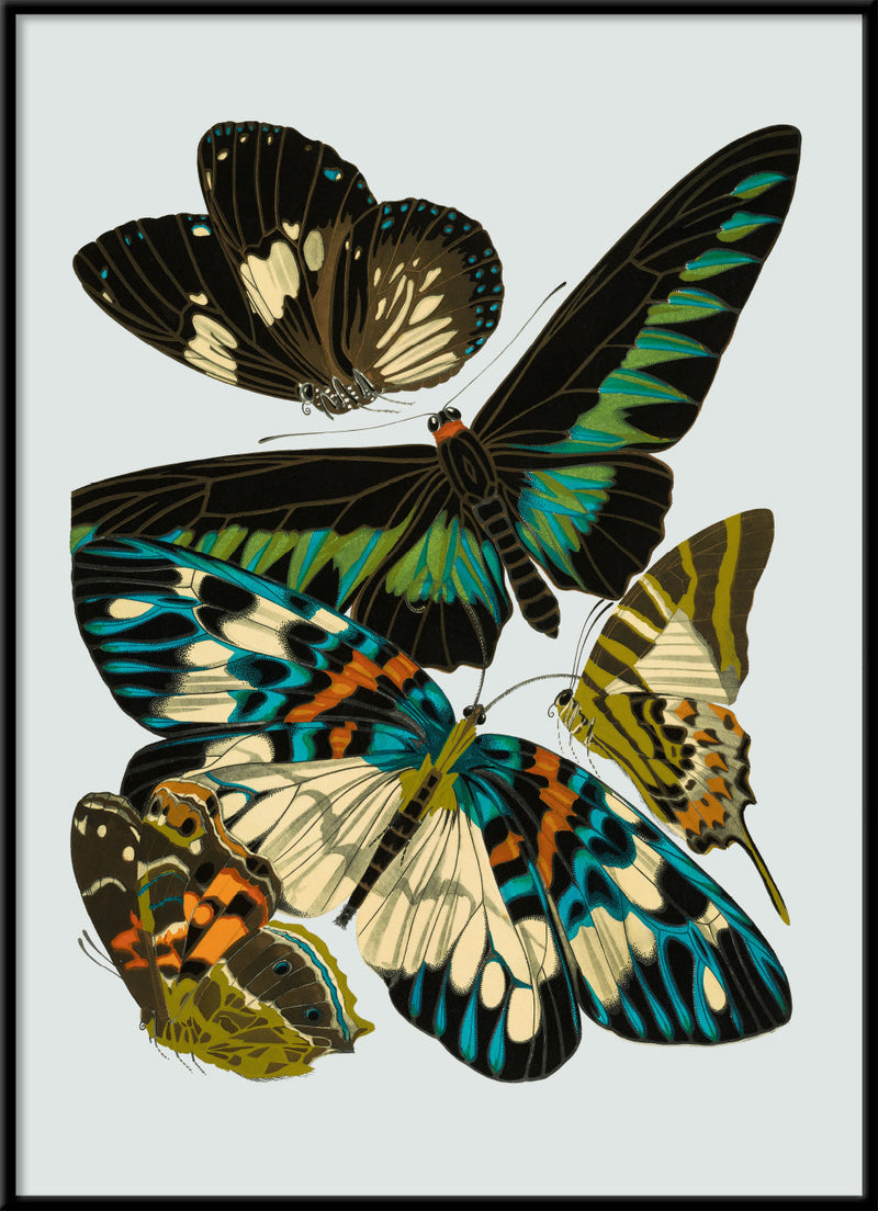 Papillon V
