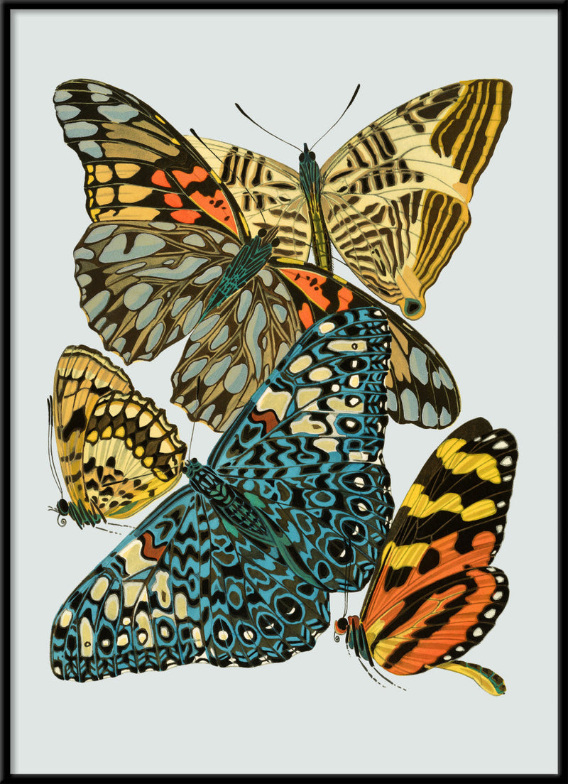 Papillon VII