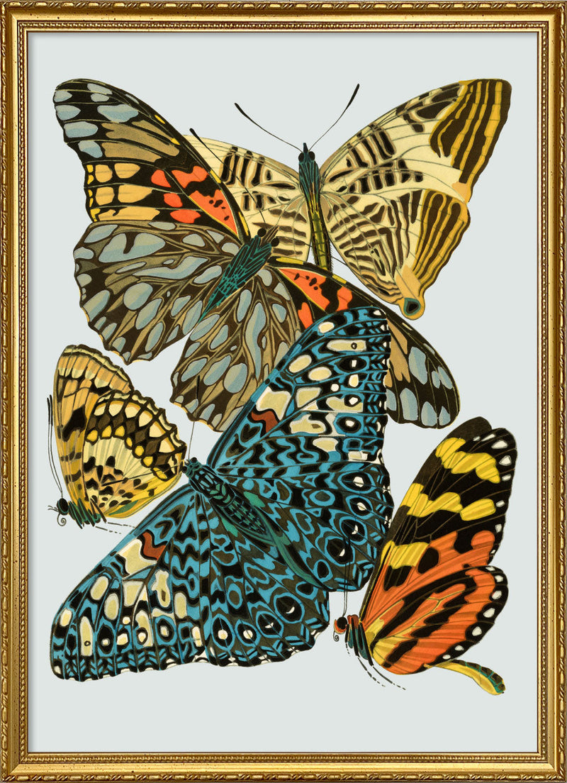 Papillon VII