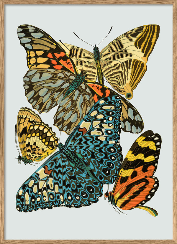 Papillon VII