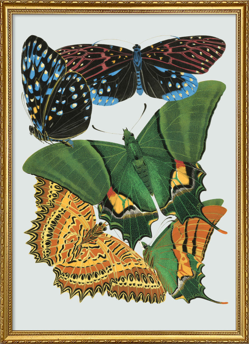 Papillon VIII