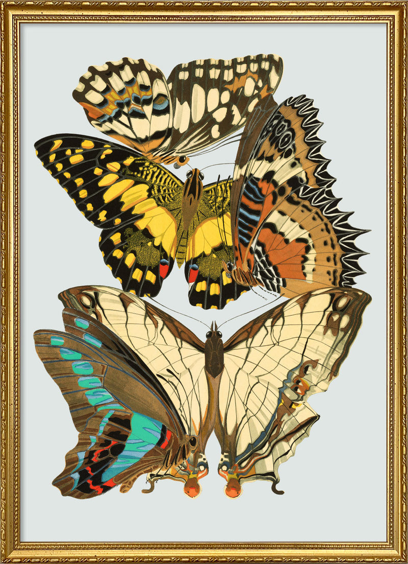 Papillon IX