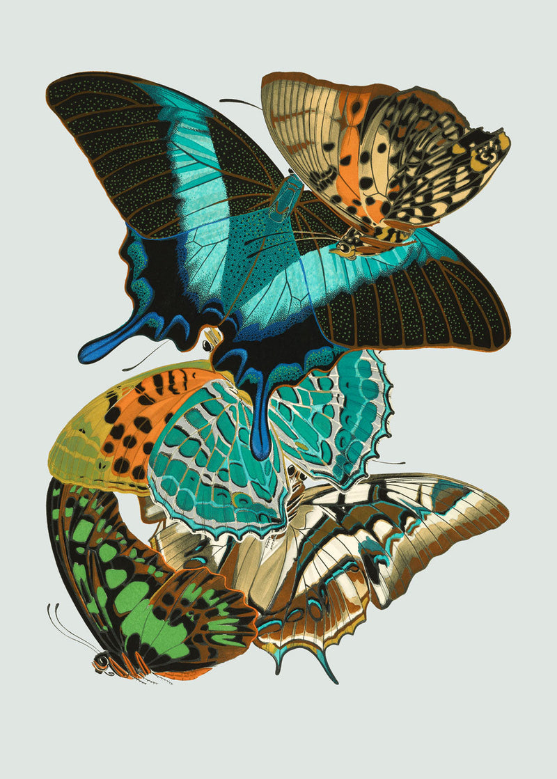 Papillon XI