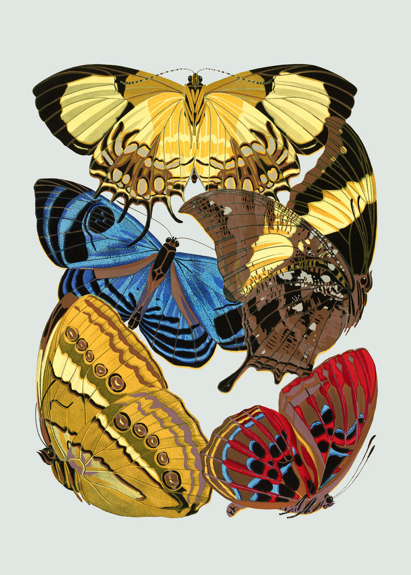 Papillon XII