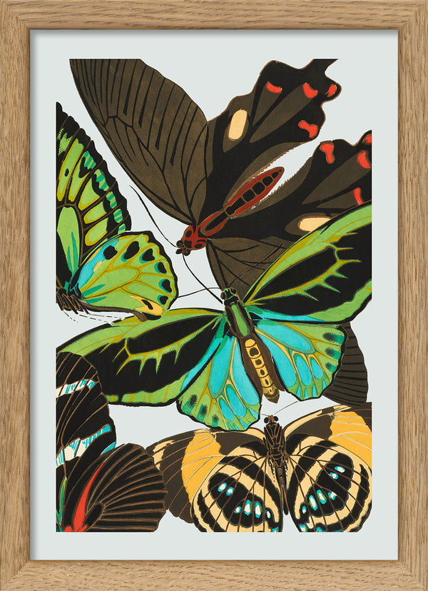 Papillon VI. Mini Print