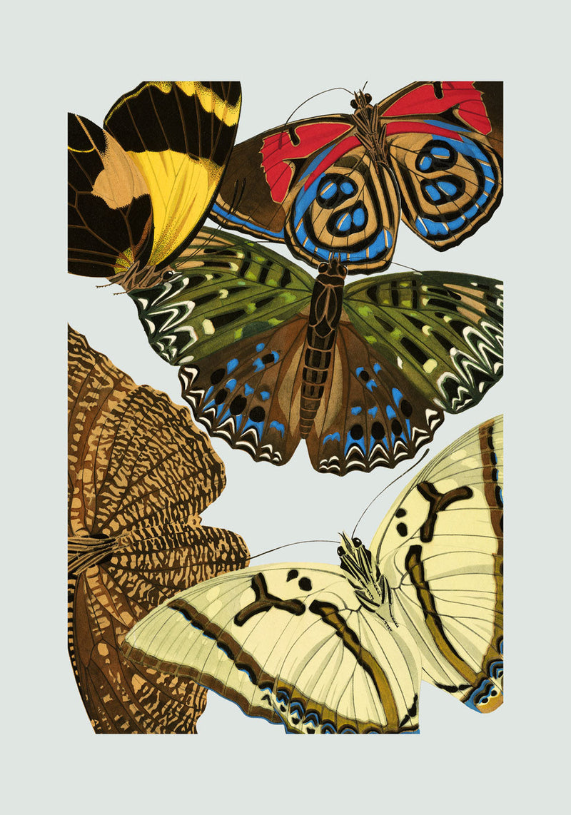 Papillon X. Mini Print