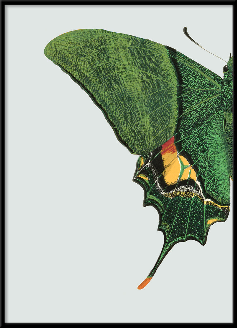 Green Butterfly Left. Mini Print