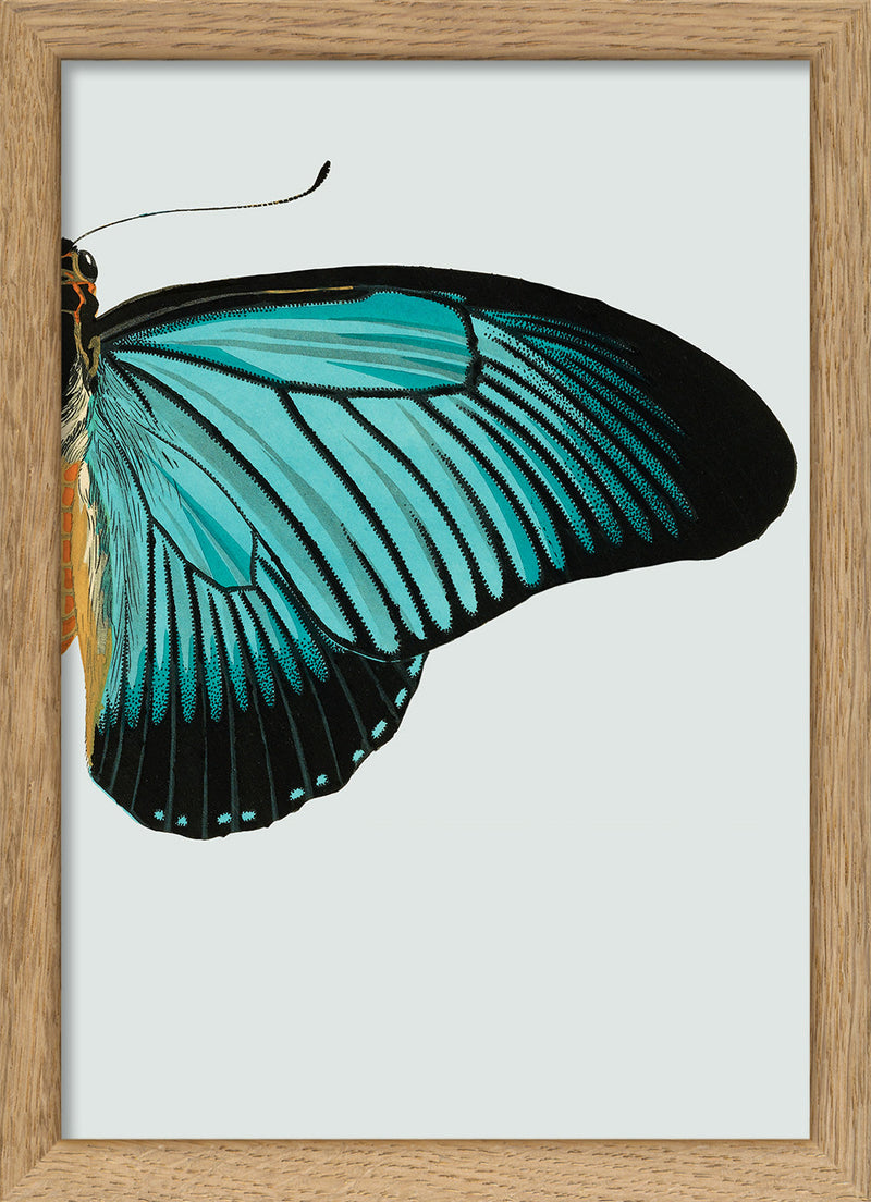 Blue Butterfly Right. Mini Print