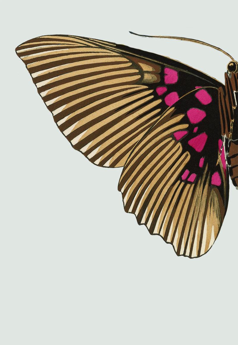 Gold and Fuchsia Butterfly Left. Mini Print