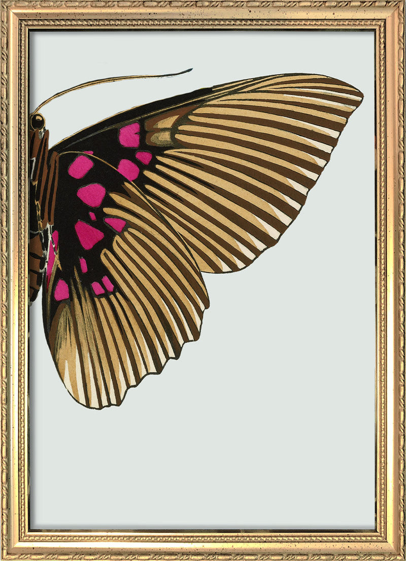 Gold and Fuchsia Butterfly Right. Mini Print