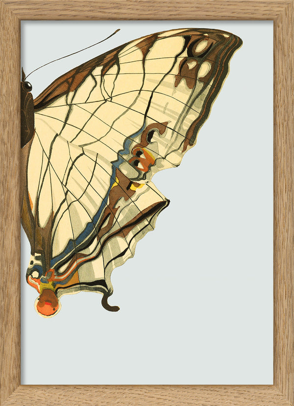 Beige and Brown Butterfly Right. Mini Print