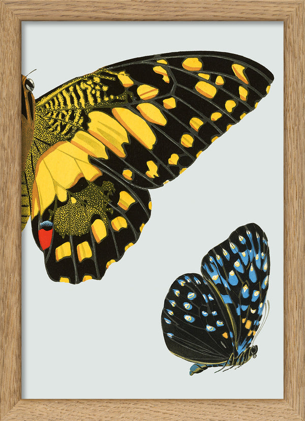 Yellow dotted Butterfly Right. Mini Print