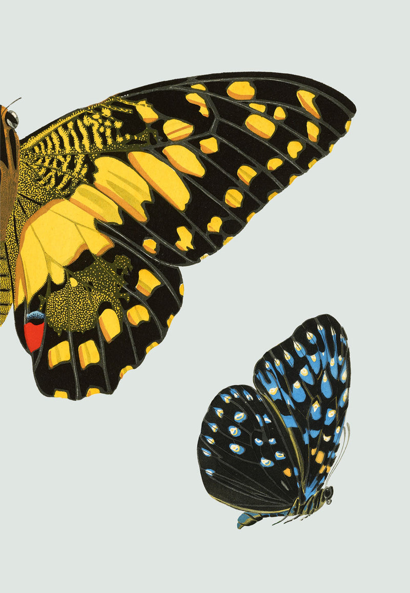 Yellow dotted Butterfly Right. Mini Print