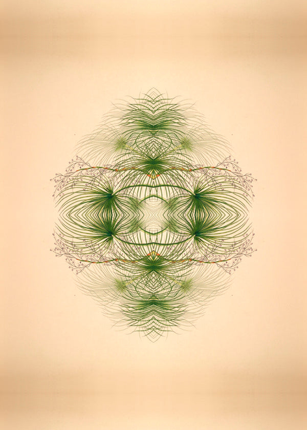 Botanical Reflection Limited Edition Print