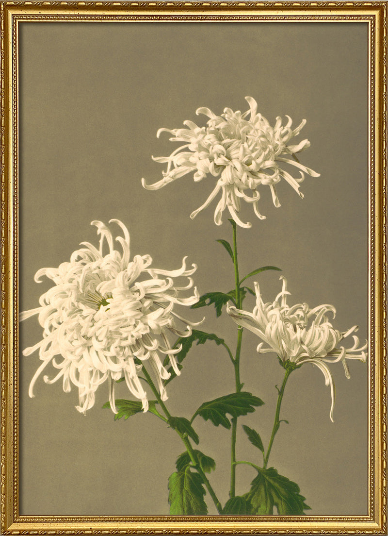 White Chrysanthemum