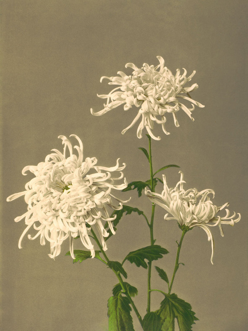 White Chrysanthemum