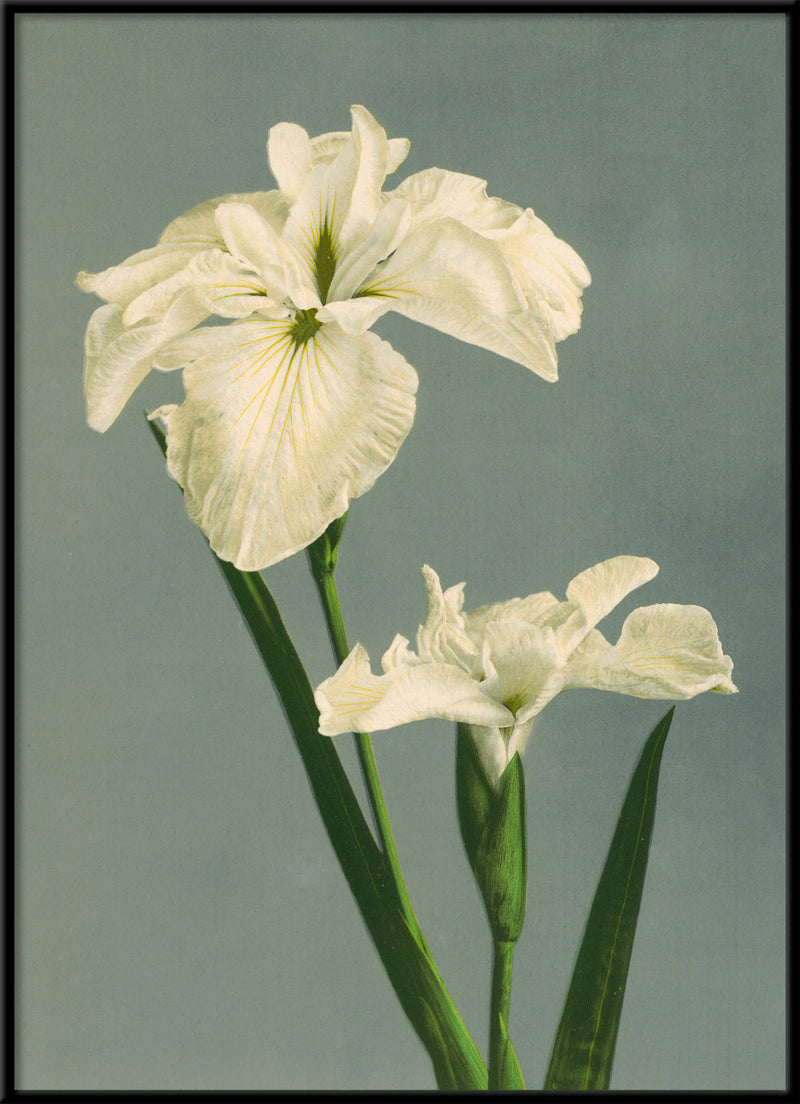 Iris Laevigata