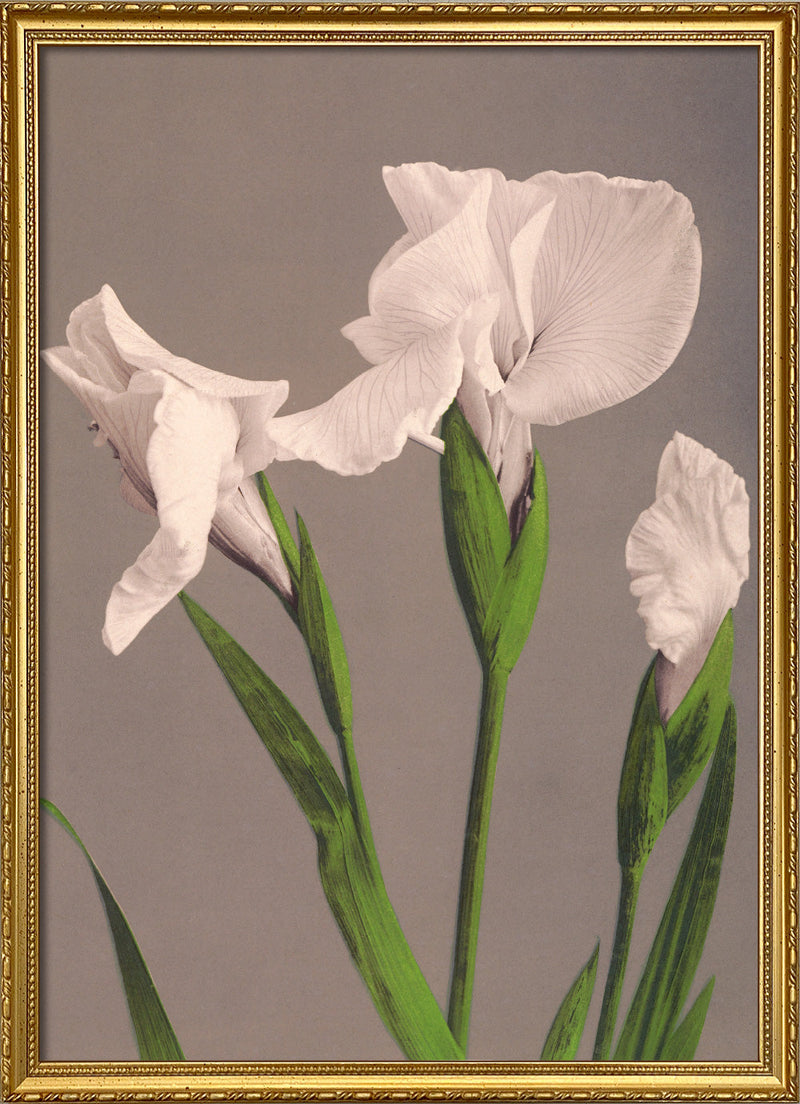 Iris Kæmpferi