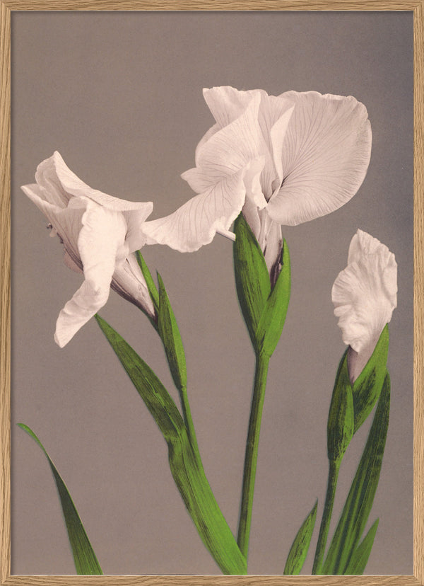 Iris Kæmpferi