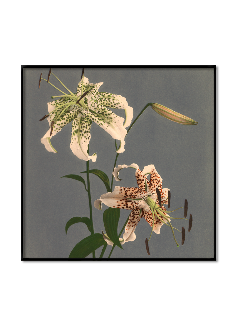 Lilium Speciosum