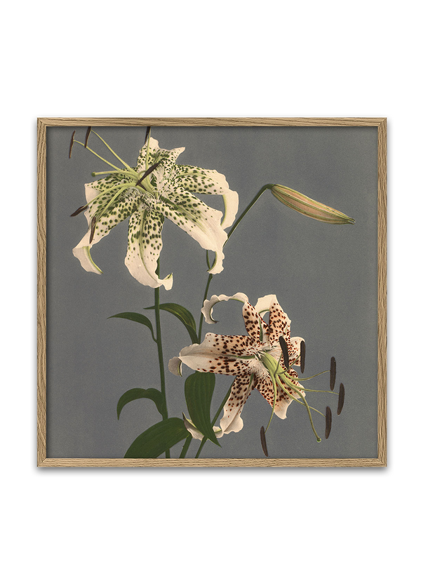 Lilium Speciosum