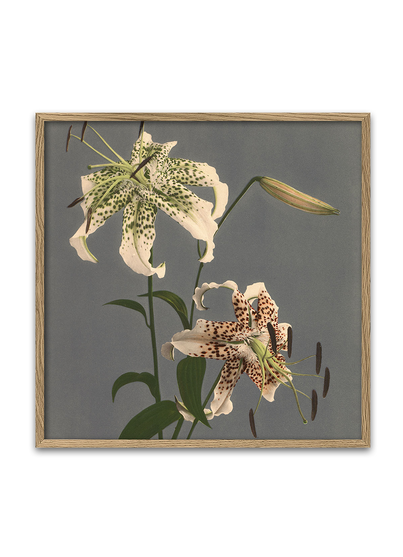 Lilium Speciosum