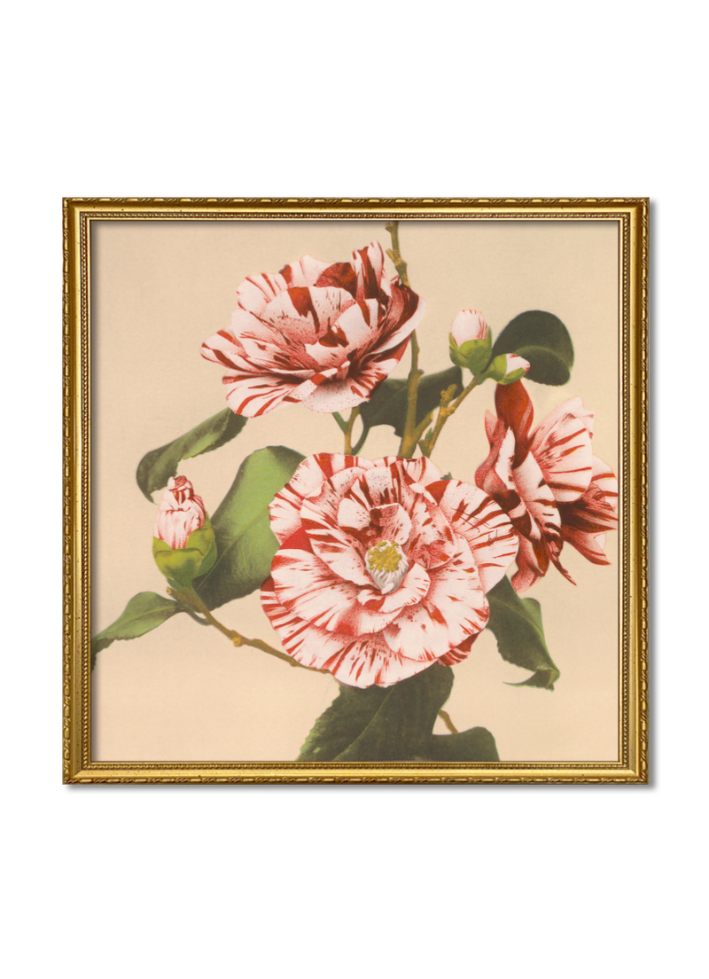 Striped Camelias