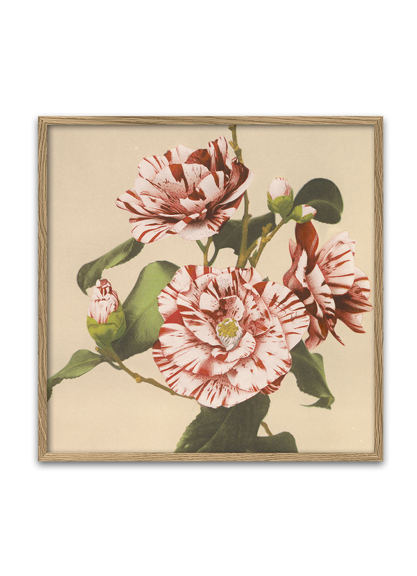 Striped Camelias