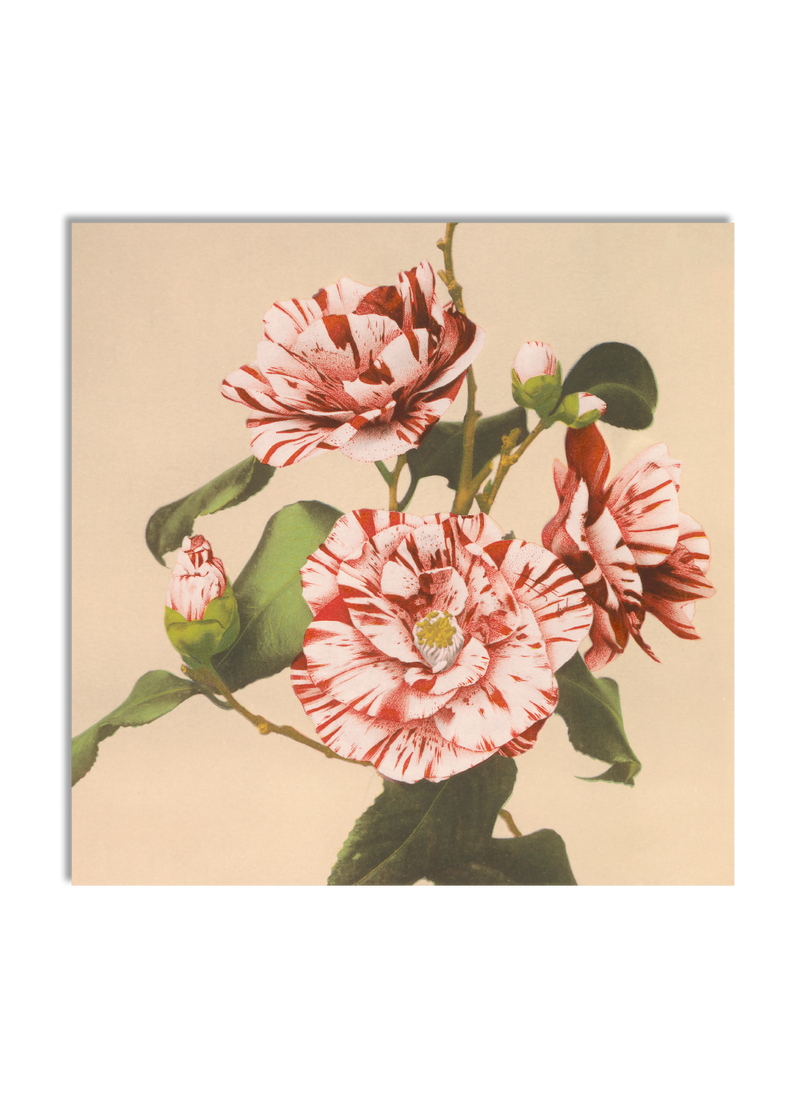 Striped Camelias