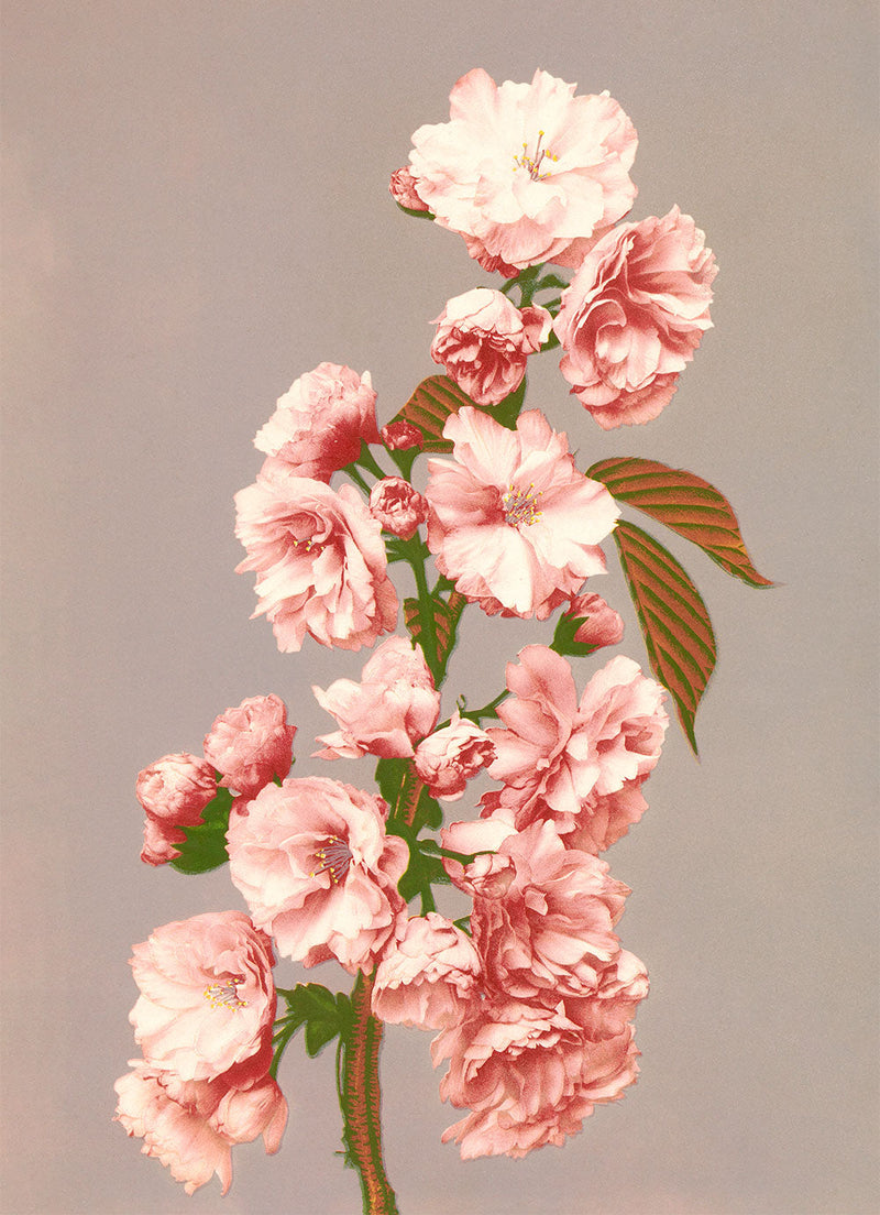 Cherry Blossom