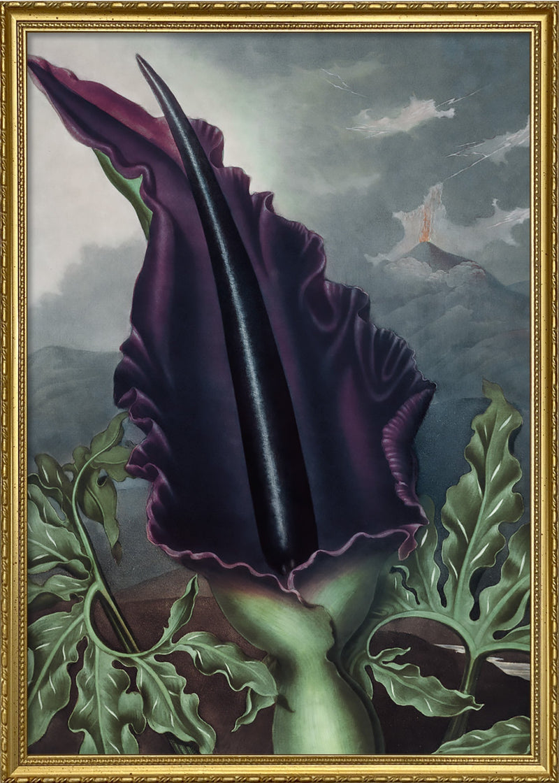 Black Velvet