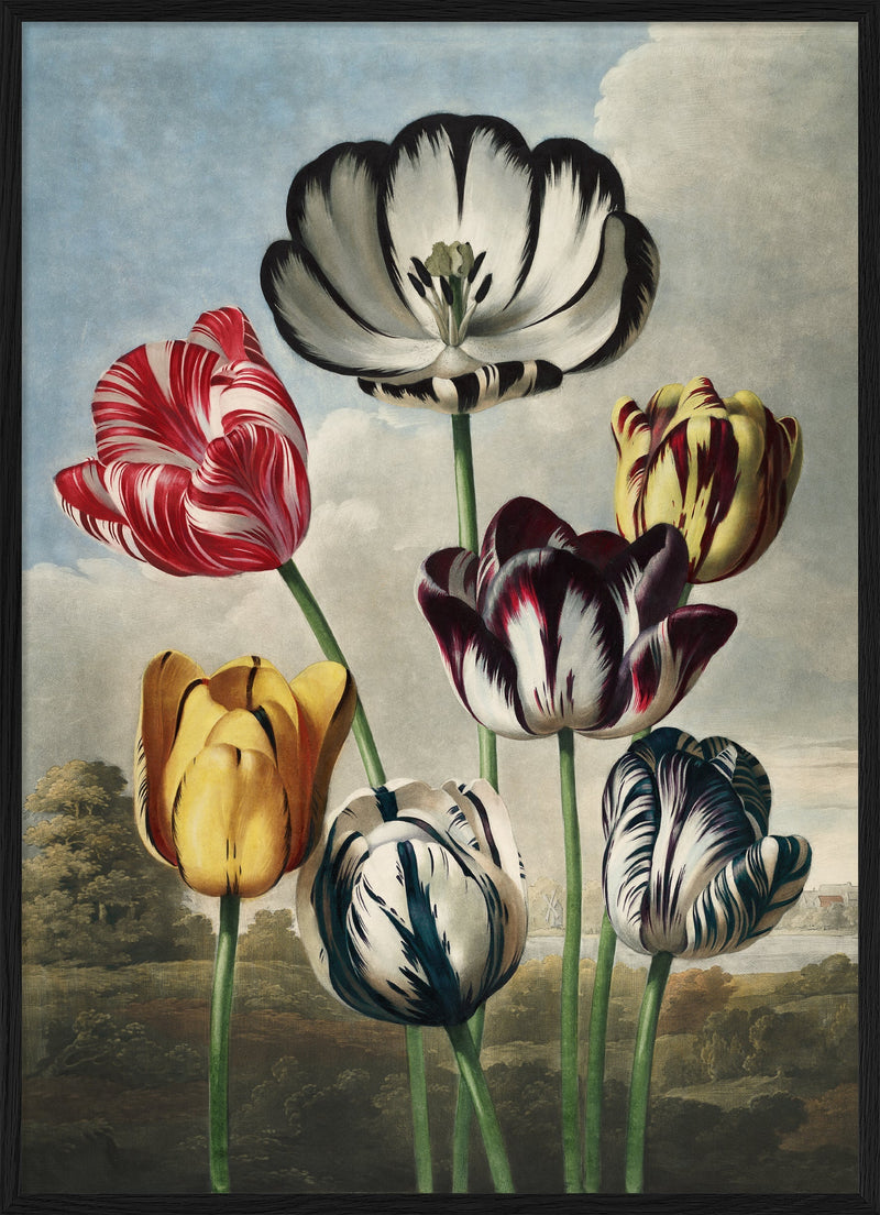 Tulips