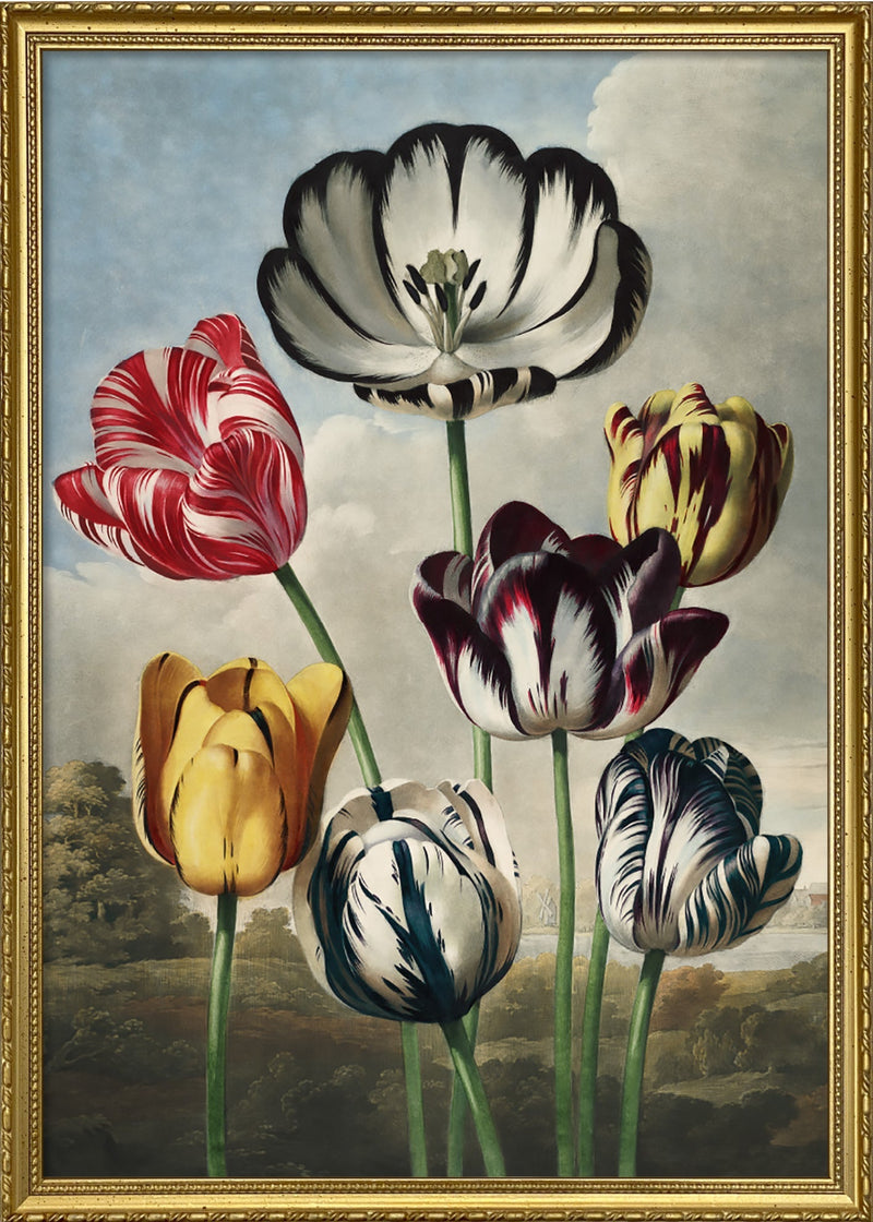 Tulips