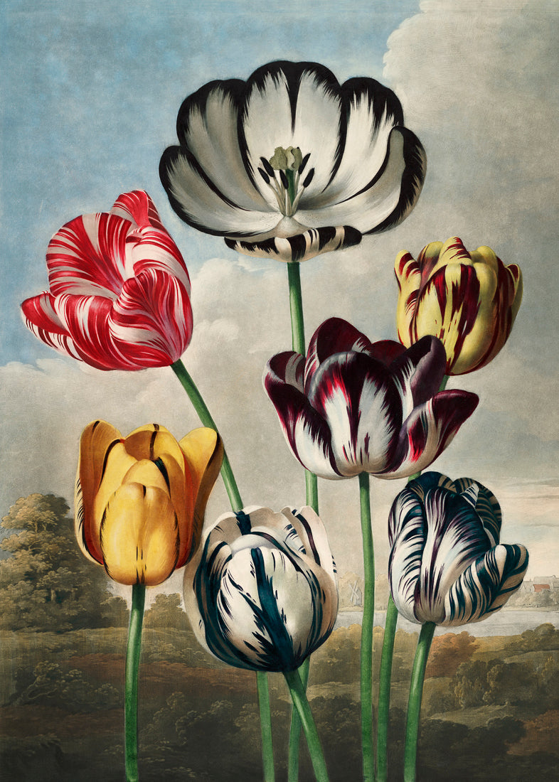 Tulips