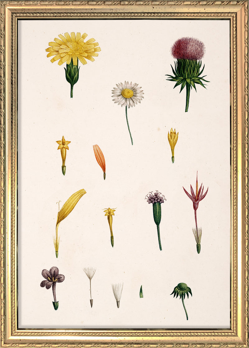 Compound Flower