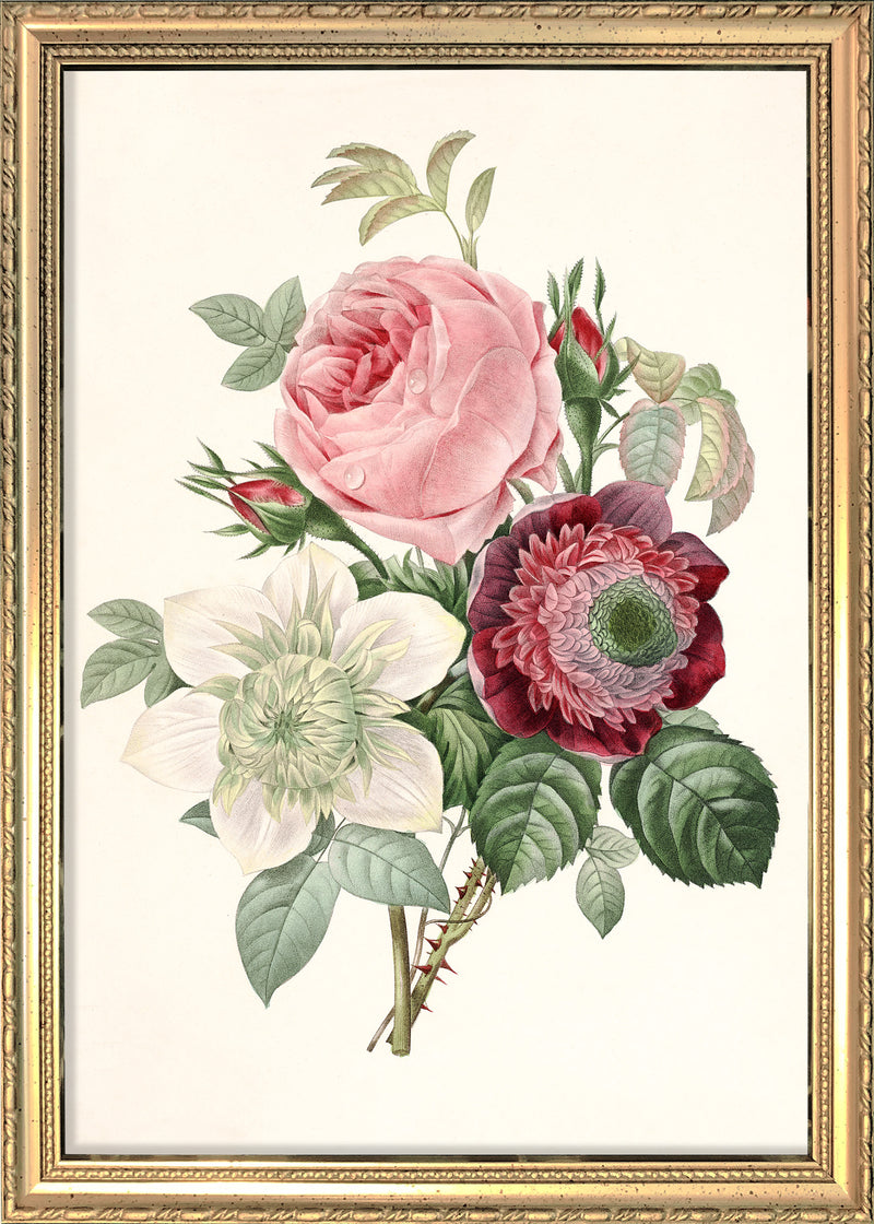 Rosa, Anemonastrum, Clematis