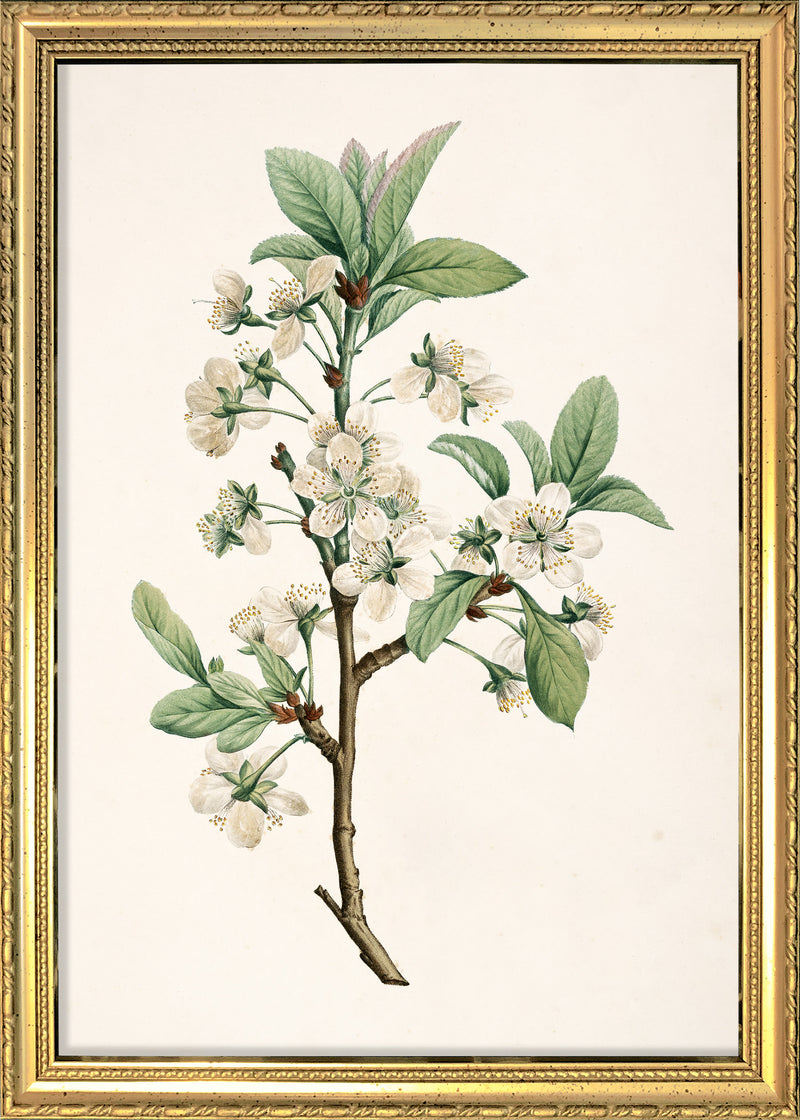 Prunus Domestica