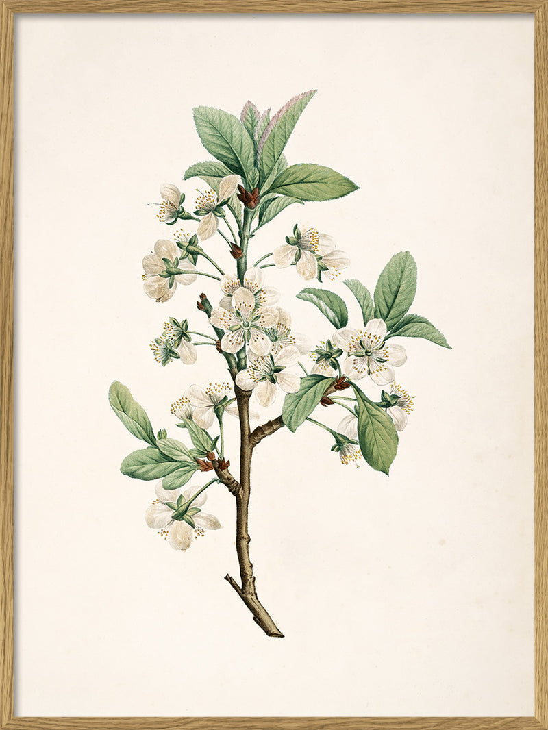 Prunus Domestica