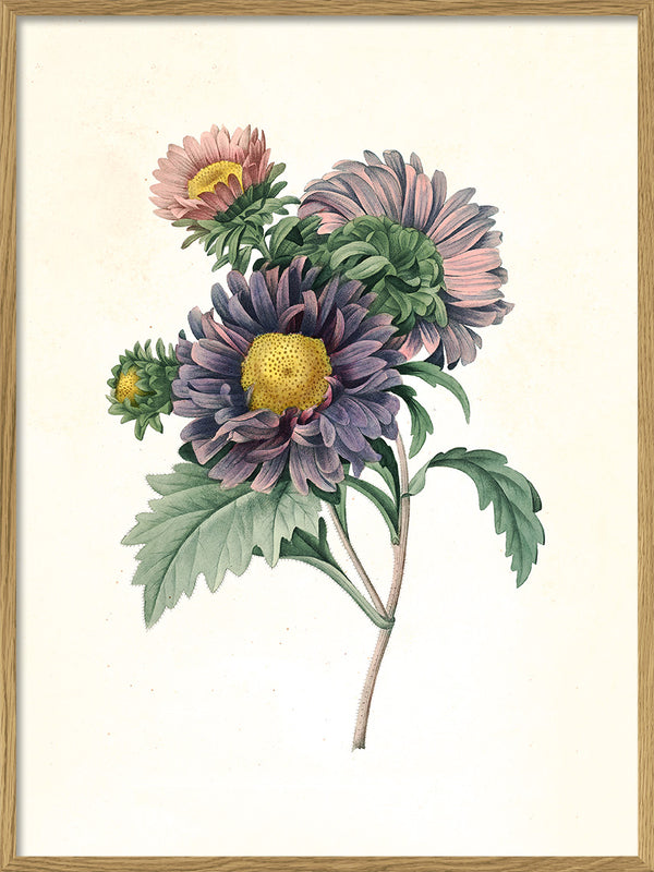 Aster Chinensis