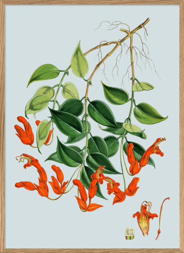 Red Aeschynanthus