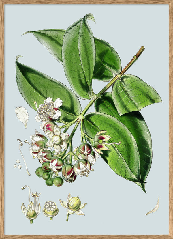 Duabanga Sonneratioides