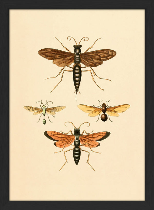 Insects. Mini Print