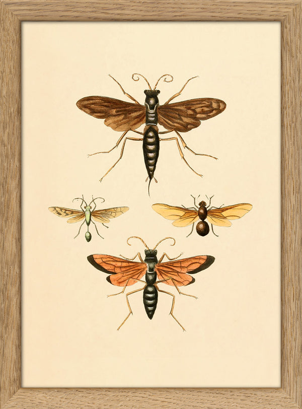 Insects. Mini Print