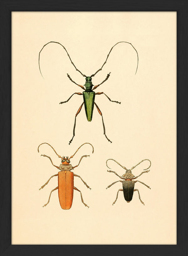 Three Beetles. Mini Print
