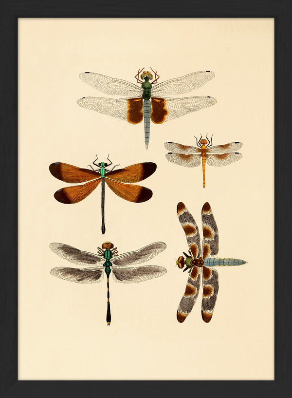 Five Dragonflies. Mini Print