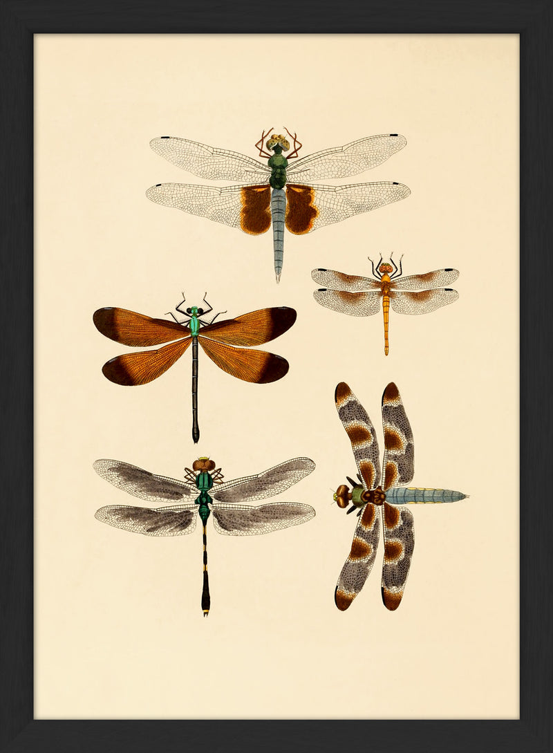 Five Dragonflies. Mini Print