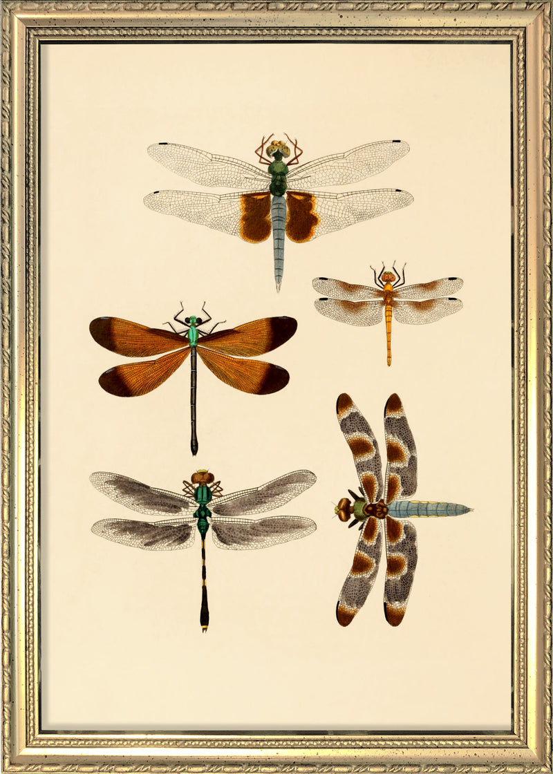 Five Dragonflies. Mini Print
