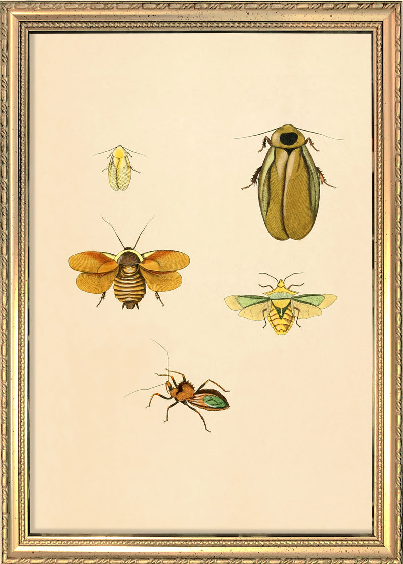 Four Insects in Yellow Hues. Mini Print