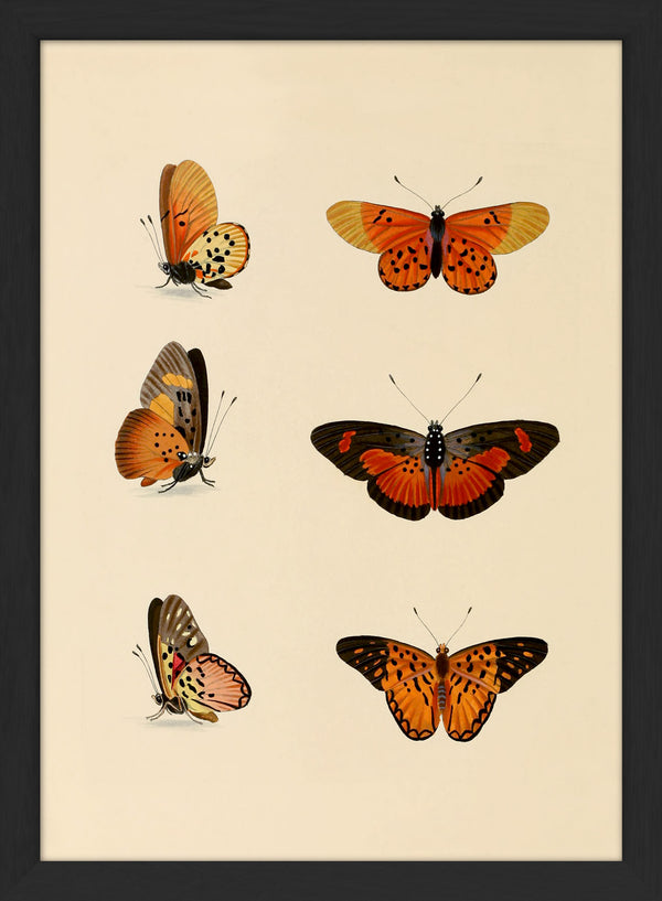 Six Orange and Red Butterflies. Mini Print