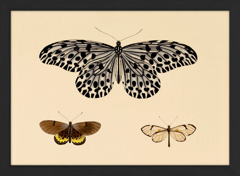 Three Butterflies. Mini Print